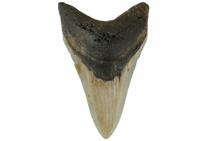 Serrated, Fossil Megalodon Tooth - North Carolina #183337